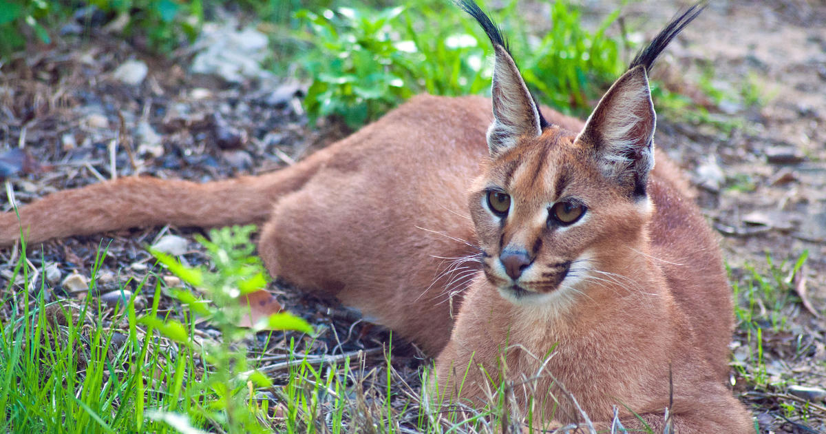 types of wild cats in michigan