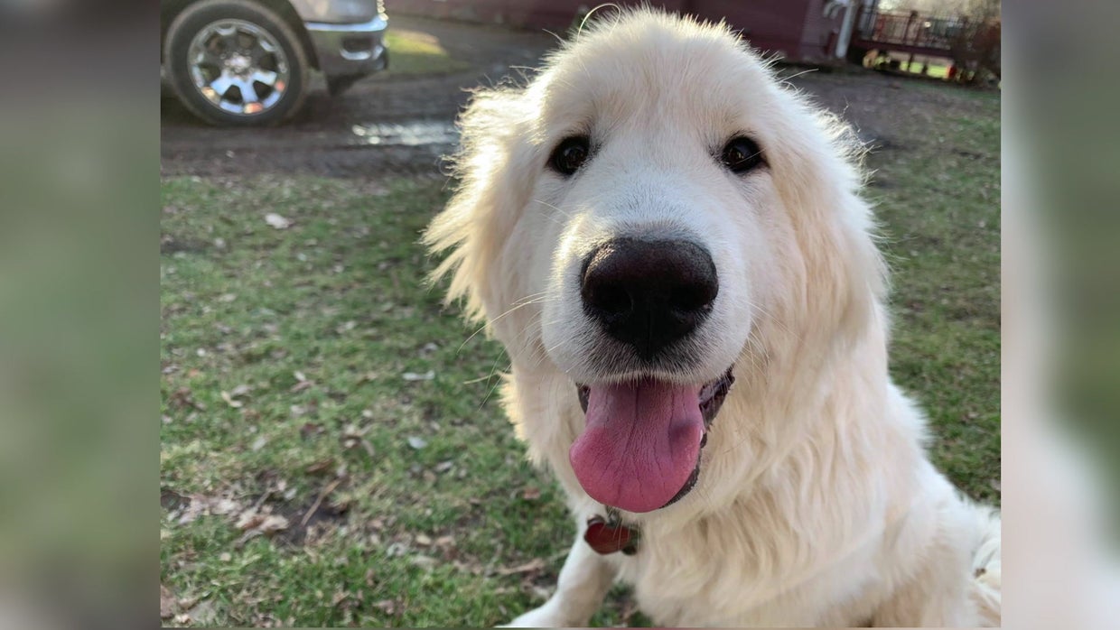 Carver Co Dog Killed By Arrow 