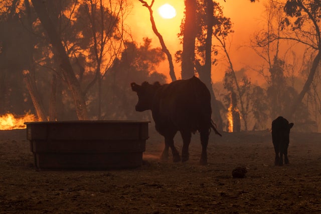 Alisal Fire Near Santa Barbara Forces Evacuations