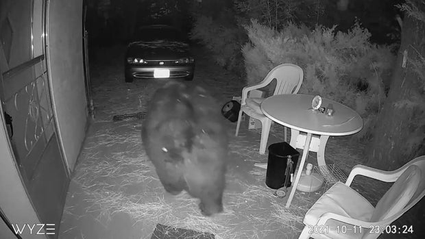 CPW DOUGCO BEAR VO.transfer_frame_131 