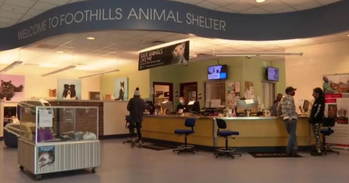 Foothills Animal Shelter Hosting 'Home For The Holidays' Deal This Month -  CBS Colorado