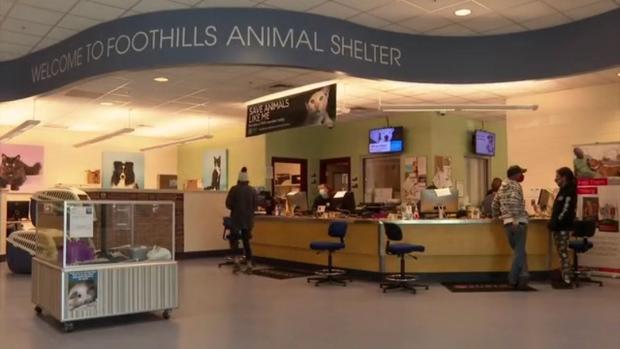 foothills animal shelter4 