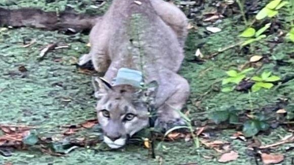mountain-lion.jpg 