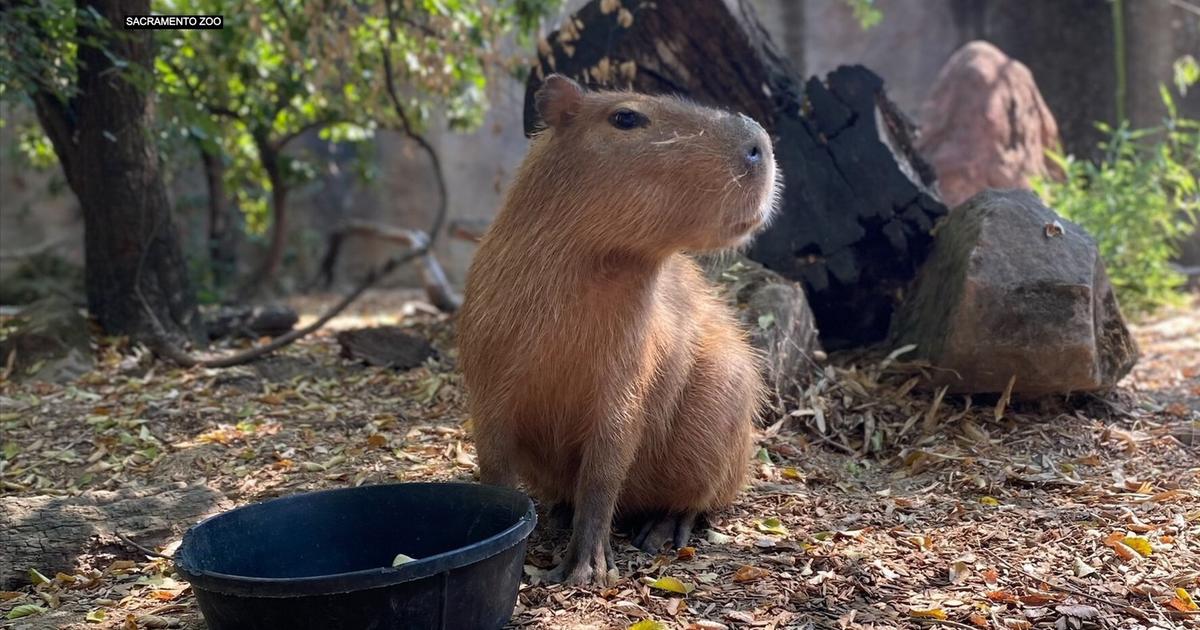 Sacramento Zoo Welcomes New Capybara, Animal Known As Largest Rodent In The  World - CBS Sacramento