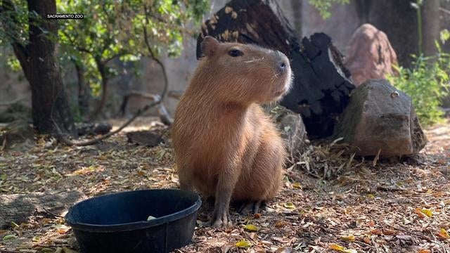 Holidays Animal of the Year 