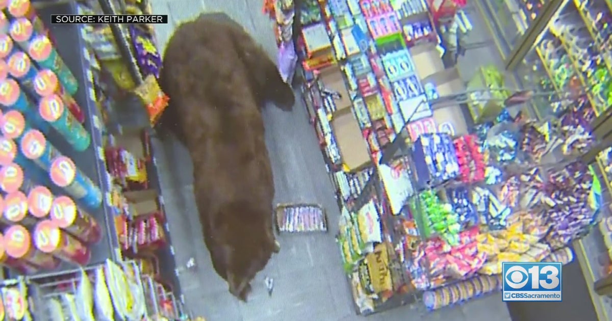 'Safeway Bear' Captured Last Fall In Kings Beach Shot Dead At Alpine County Campsite Good Day