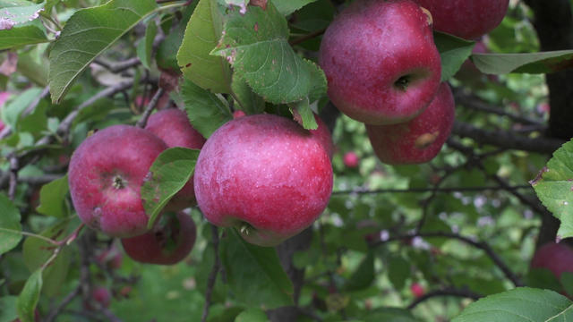 Red Delicious Apple – Pink Dot