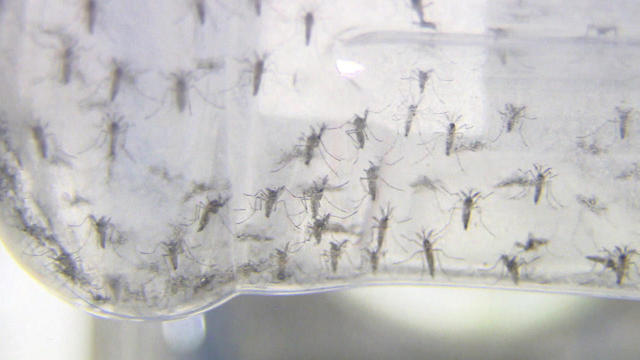 making-male-mosquitoes-1280.jpg 