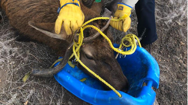 elk rescued from swing 7(@CPW_NE) copy 