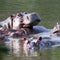 Colombia wants to deport cocaine hippos to stop them from multiplying