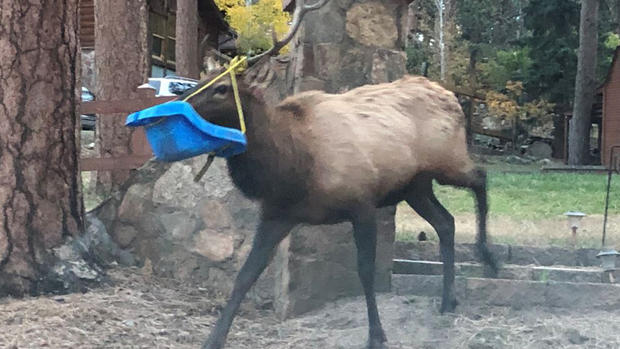 elk rescued from swing 2(@CPW_NE) copy 
