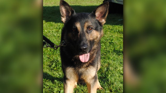 Crystal-Police-Retired-K9-Rocco.jpg 