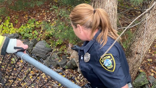 ACTON BUNNY RESCUE 2 