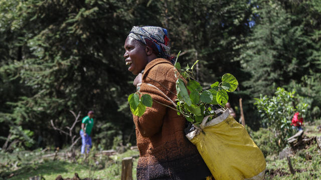 A woman carries tree seedlings in a bag on her back which 