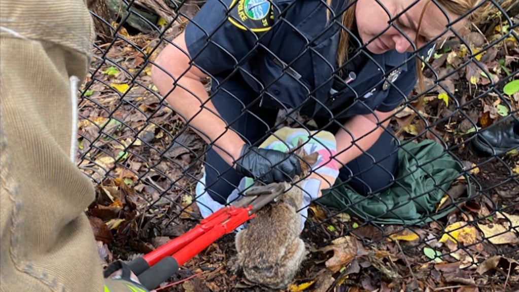 LOOK: Acton First Responders Save Rabbit Stuck In Fence - CBS Boston