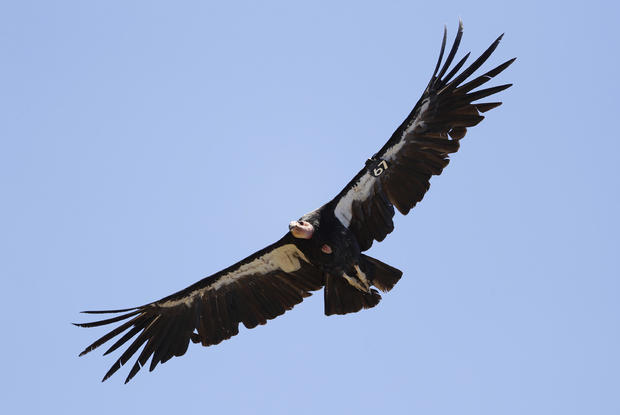 California Condors-Virgin Births 