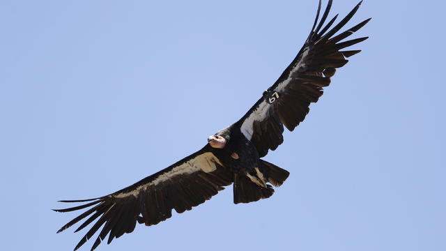 California Condors-Virgin Births 