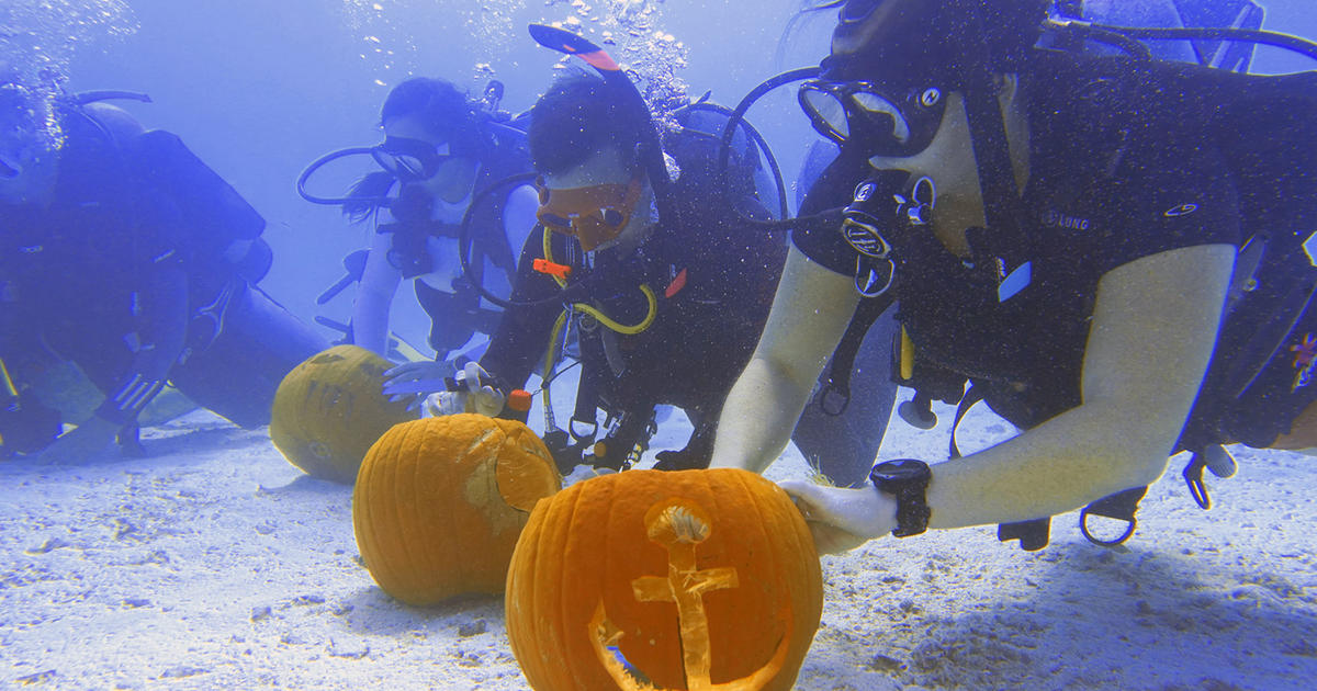 Divers Got Creative During Keys Underwater Pumpkin Carving Competition -  CBS Miami