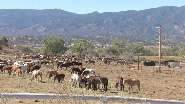WILD HORSES Beneath wet mountains