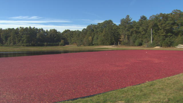 cranberry-farming-2.jpg 