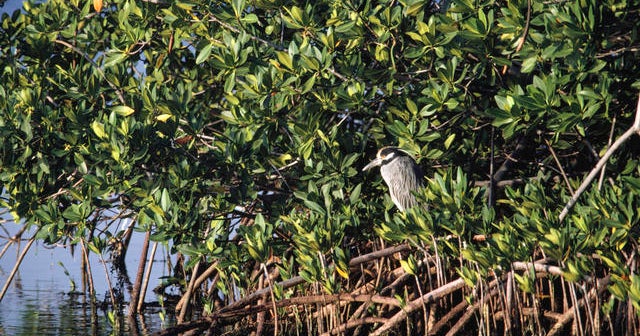 Enterprise helping to restore mangroves on South Florida coastline
