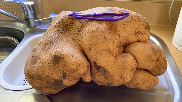 New Zealand Huge Potato 