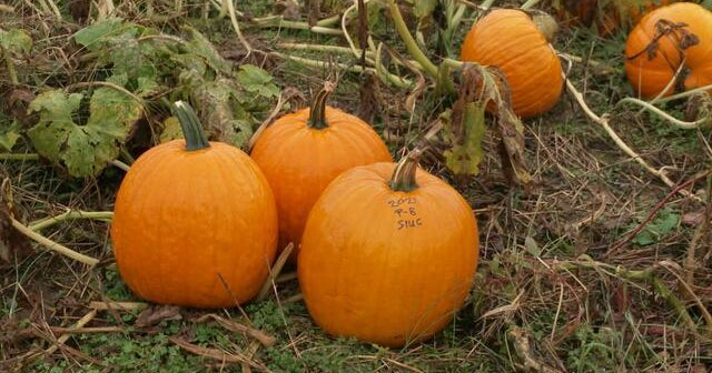Scientist develops hybrid pumpkins to withstand heat to help protect