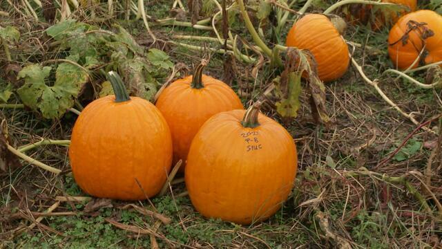 1104-ctm-pumpkinsclimate-glaros-829496-640x360.jpg 