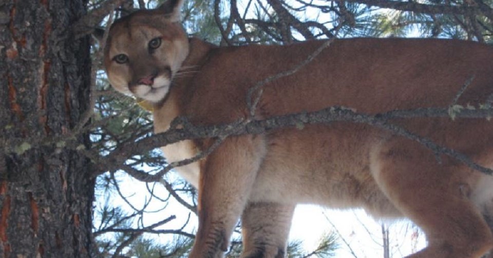 Colorado Mountain Lion's Size And Strength On Display As It Is Seen On