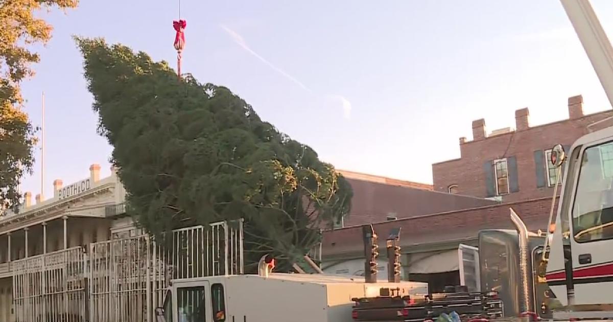 Old Sacramento's Christmas Tree Delivered; Lighting Ceremony Set For