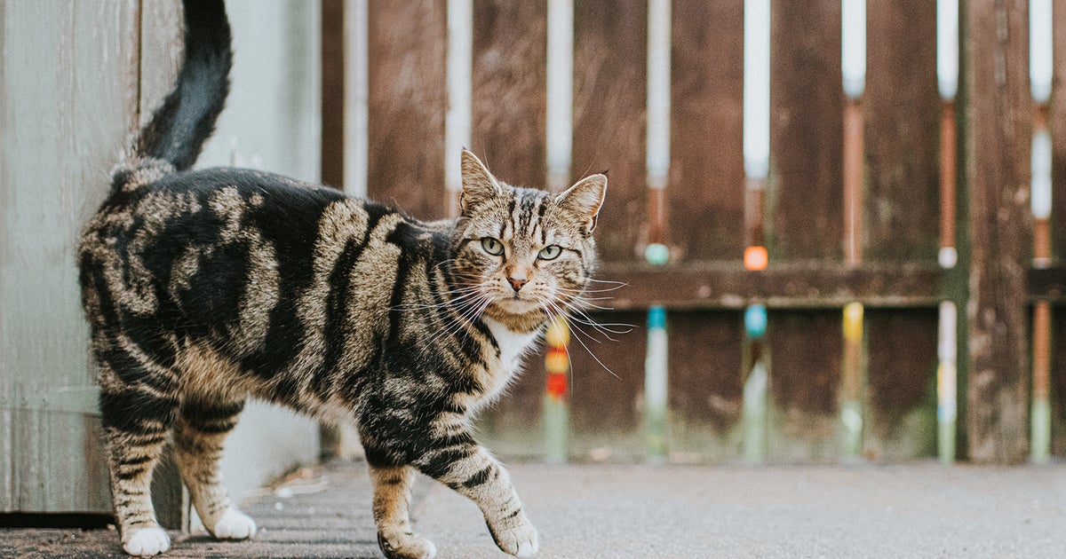 Rabies alert extended for portion of Davie after second feral cat tests positive