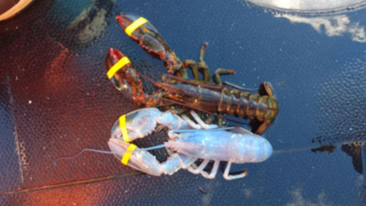 Rare Cotton Candy Lobster A 1 In 100 Million Catch Off Maine Coast