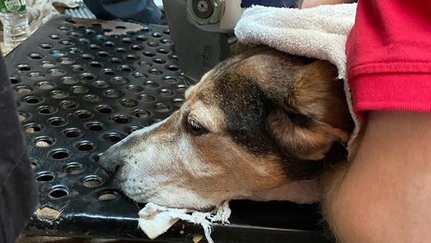 Duxbury Dog rescue grate 