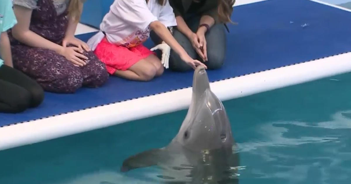 Star Of Dolphin Tale Movie Falls Ill At Florida Aquarium 