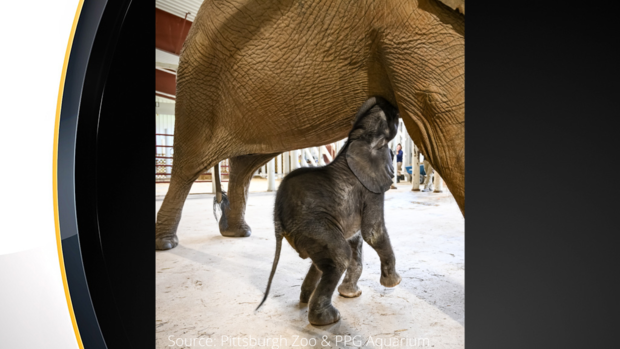 pittsburgh-zoo-baby-elephant 