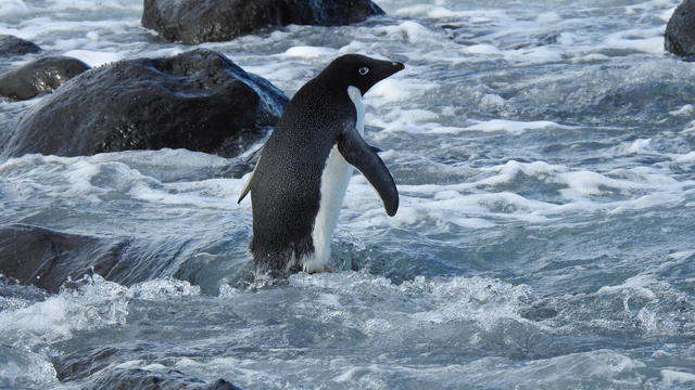 Adelie penguin travels from his natural habitat of Antarctica to New Zealand 