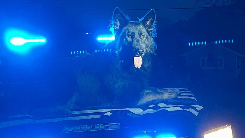 West Bridgewater Police K9 Hit With Taser 'Repeatedly' But Helps