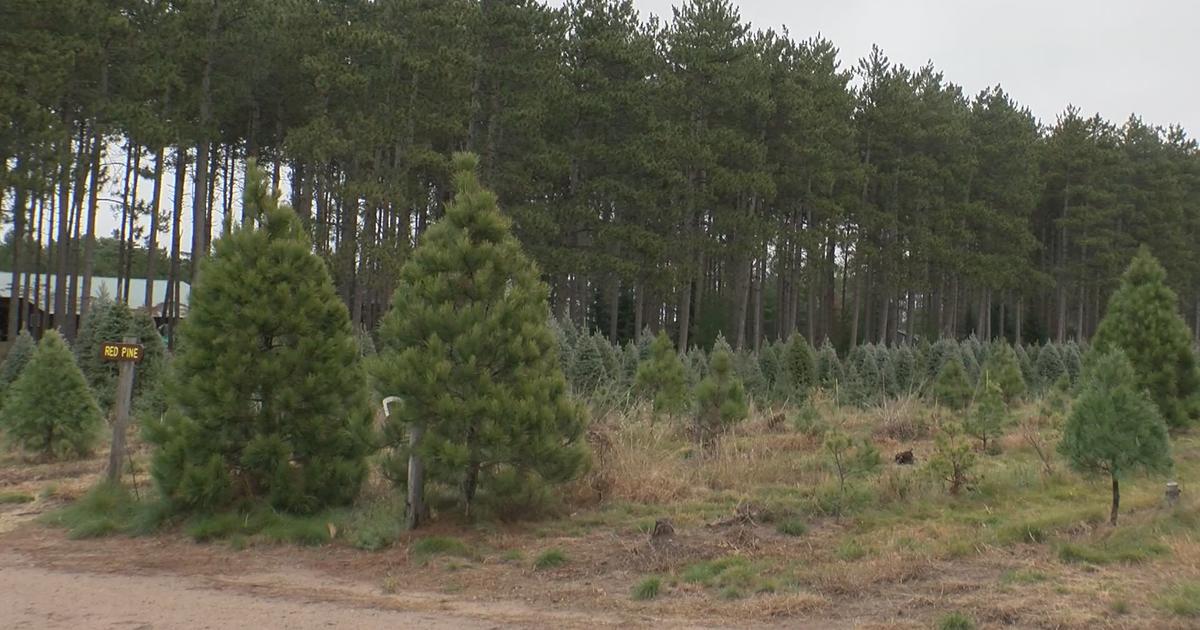 'It Was Brutal' Twin Cities Tree Farm Loses 10 Of Christmas Trees Due