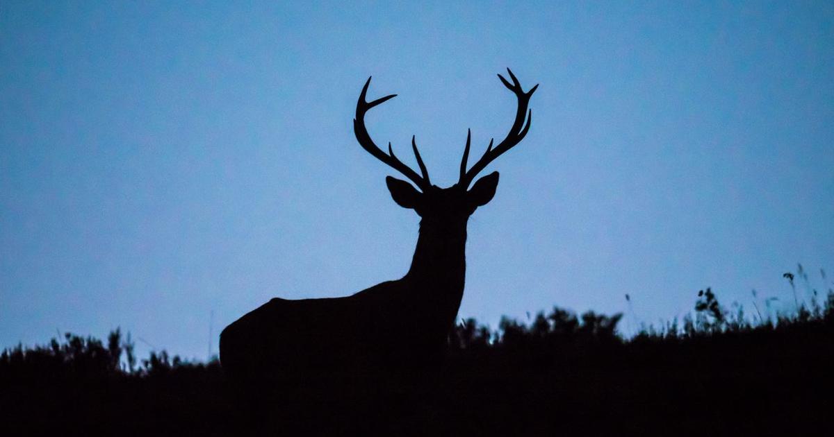 Wisconsin’s 2022 gun deer hunting season comes to a close