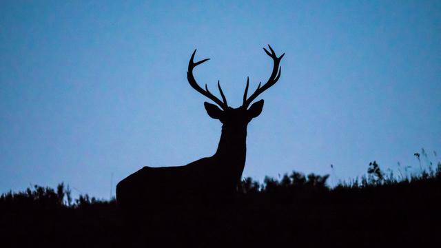 deer-hunting.jpg 