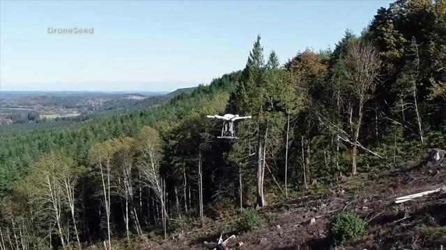 20211116-cbsn-drones-restore-forests-01.jpg 