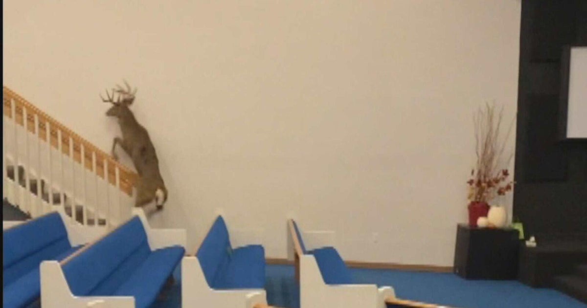 Video shows buck taking shelter inside Michigan church on state's first