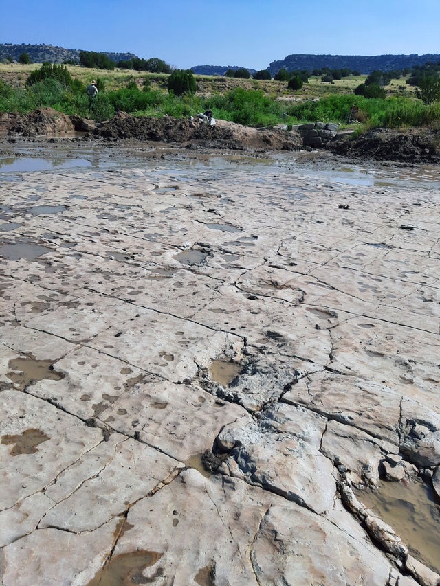 dinosaur tracks from us forest service 1 copy 