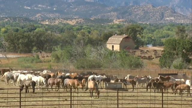 cbsn-fusion-roundups-of-wild-horses-cause-controversy-thumbnail-840890-640x360.jpg 