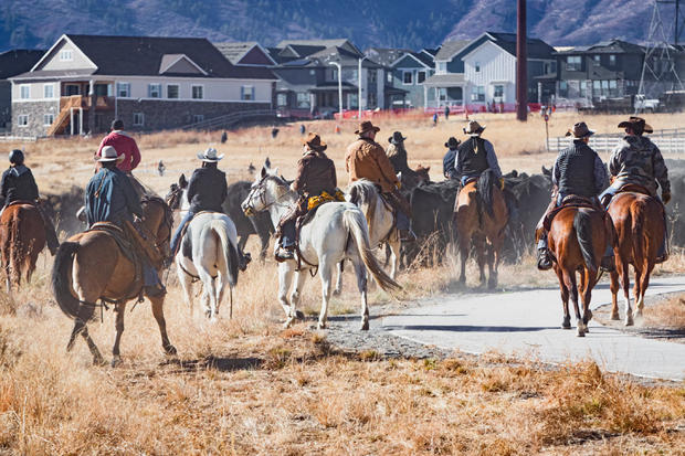 sterling ranch cattle drive douglas county 