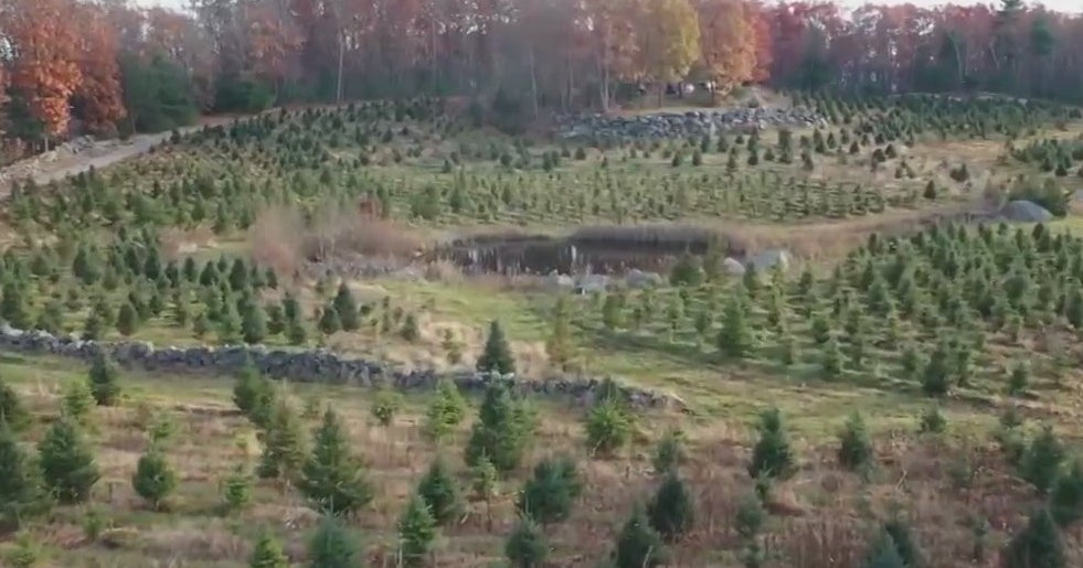 Supply Chain Issues Could Lead To Real, Artificial Christmas Tree Shortage CBS Philadelphia