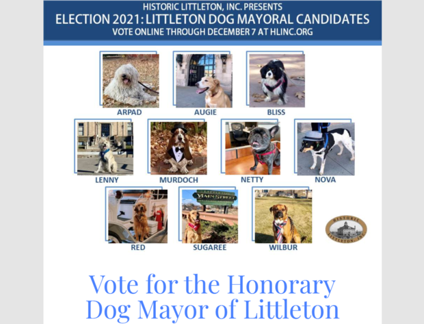 dog-mayor 