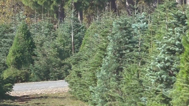 xmas-tree-farm.jpg 