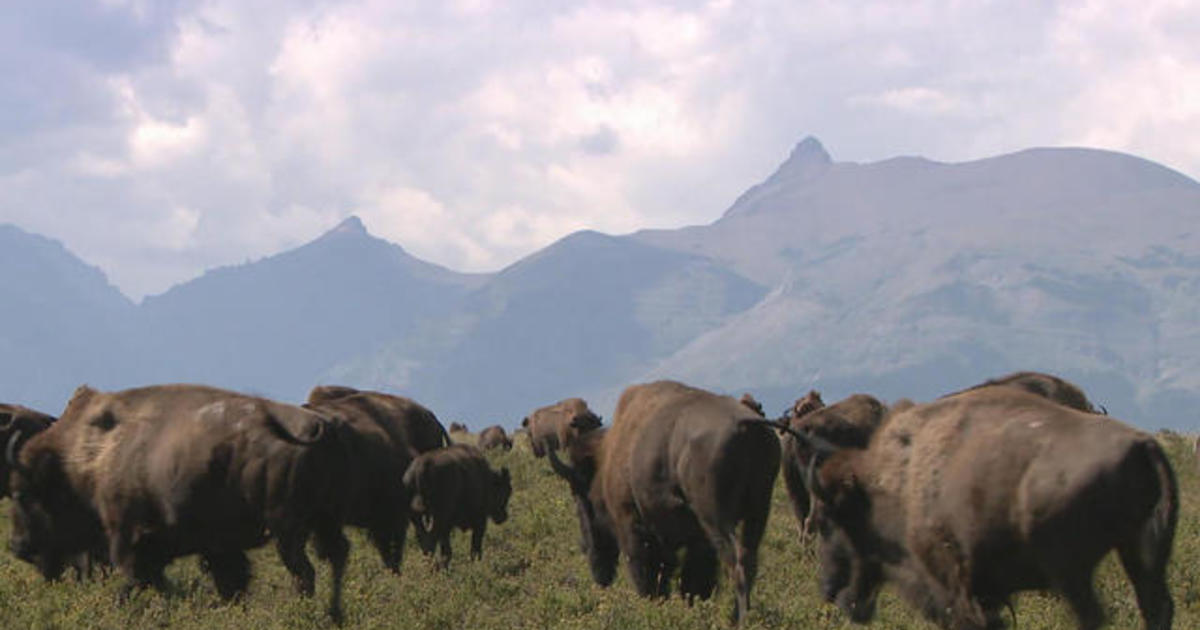 Blackfeet Tribe Returns Buffalo To American West   CBS News