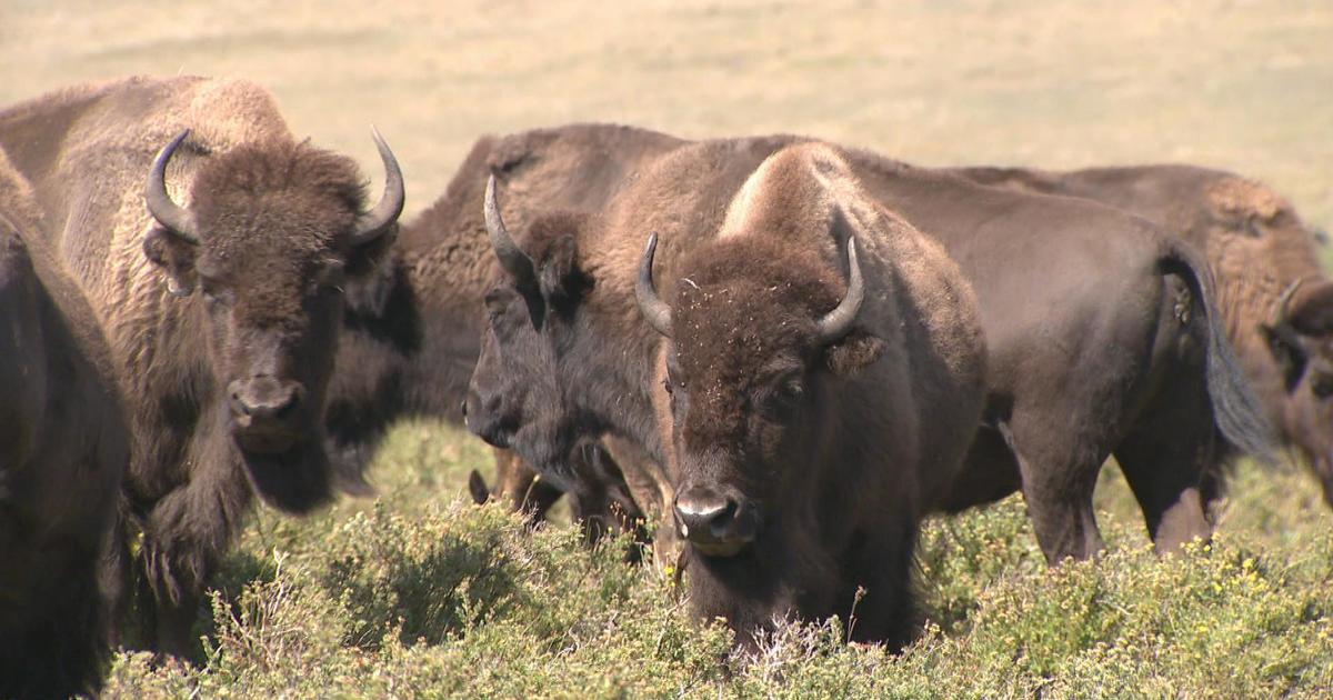 How one Native American tribe is working to restore Montana's buffalo